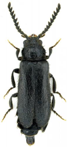 Drilus concolor